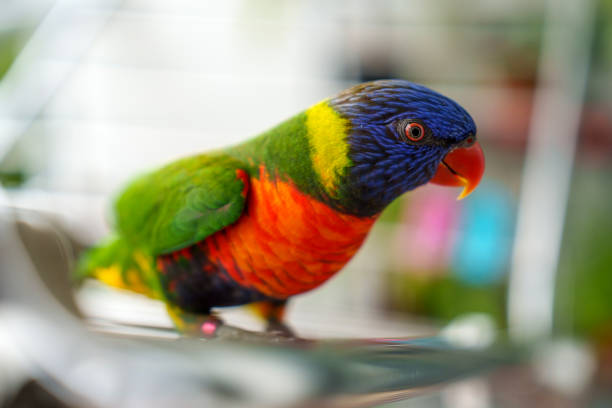 Close-up of a vibrant rainbow lorikeet perched on a metal rail with its colorful plumage on display.