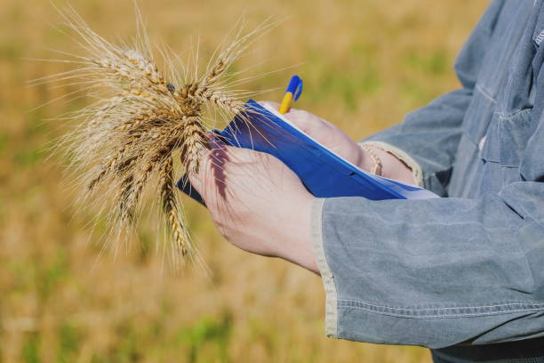 istock Agronomist makes notes on the quality of the crop 2197090933