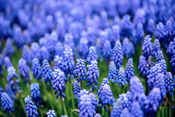 Viper bow, mouse hyacinth or grape hyacinth blue and purple in a garden at springtime, muscari armeniacum