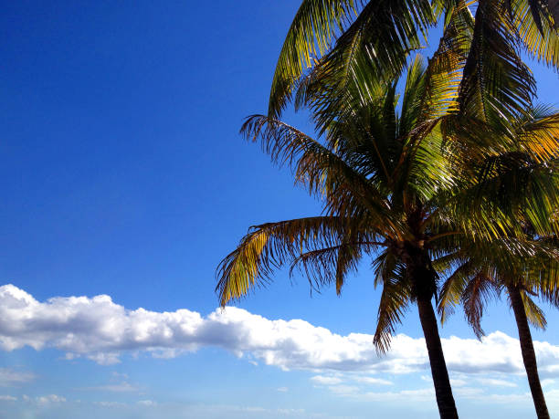 Beautiful palm trees with blue sky and white clouds. Natural tropical background. Copy space.