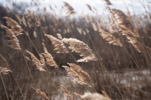 istock Close-up of Reed Grass 2197091613