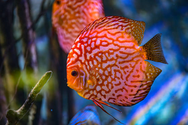istock Symphysodon discus in an aquarium on a blue background 2197091637