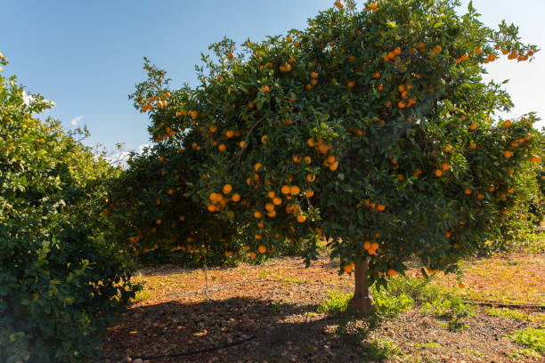 istock Orange harvest on the trees 2197091759