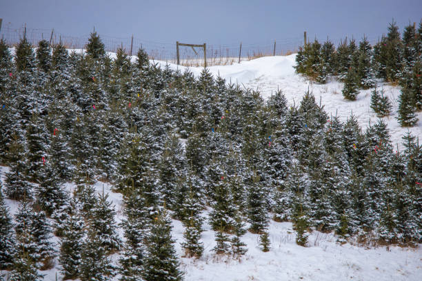 Snow on the Christmas tree farm