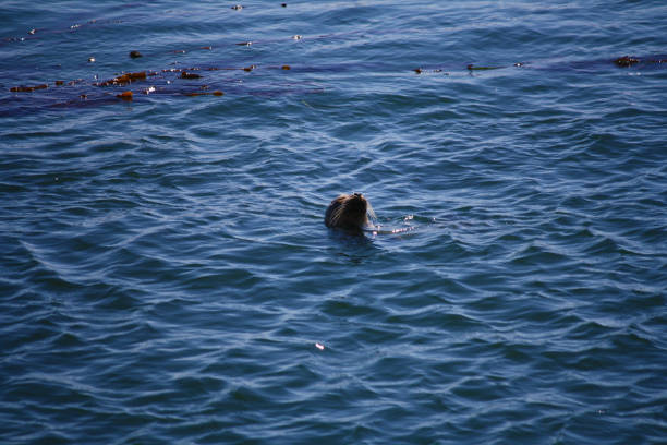 istock Seal in Morro Bay, California 2197094042