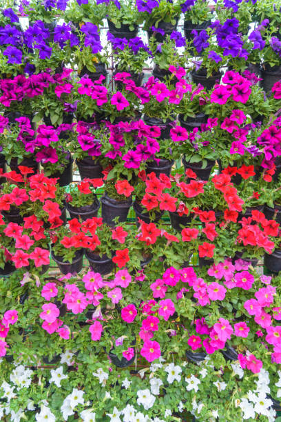 istock Colorful Petunia Flowers in Full Bloom 2197094291