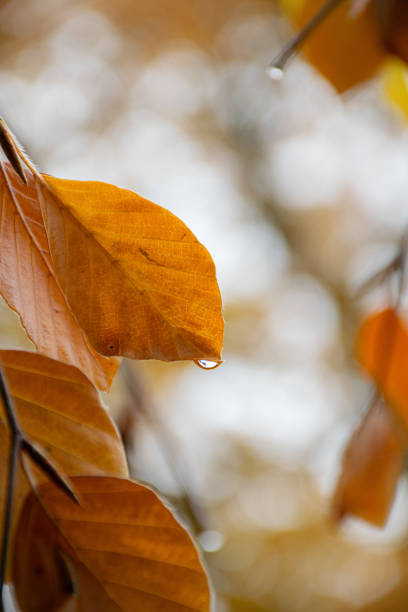 Orange or brown leafs with veins, one has a raindrop hanging with a blurry bokeh background.