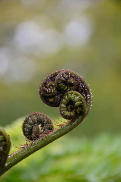 istock Rolled up fern with raindrops and blurry background 2197096497