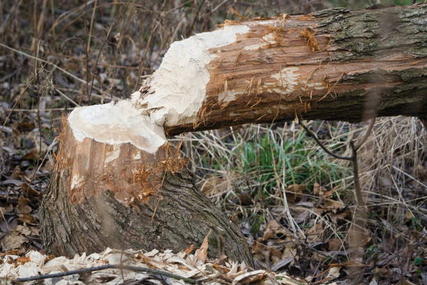 istock Castor fiber aka Eurasian Beaver tree felling. 2197097748