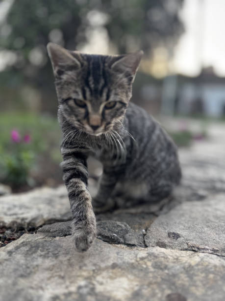 istock street cat walks through the evening city 2197098234