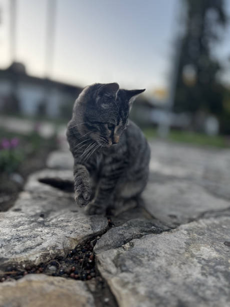 istock street cat walks through the evening city 2197098734
