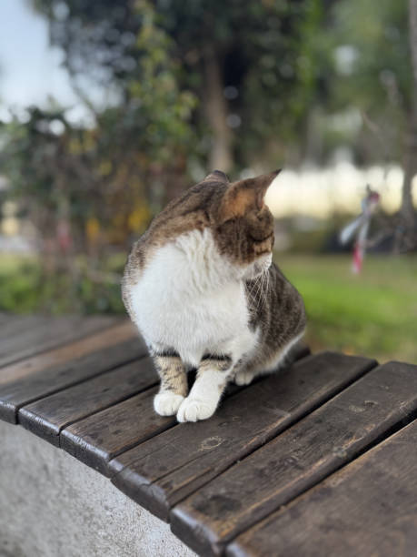 istock street cat walks through the evening city 2197098864