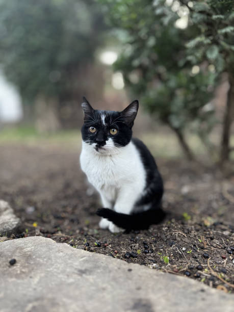 istock street cat walks through the evening city 2197098922