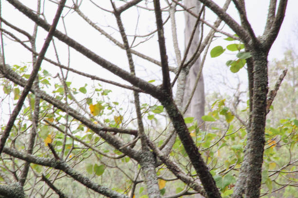 Dense interwoven branches with green leaves, depicting the intricate beauty of forested areas