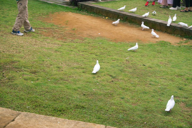 Bright white pigeons scattered across a green field with people walking near them