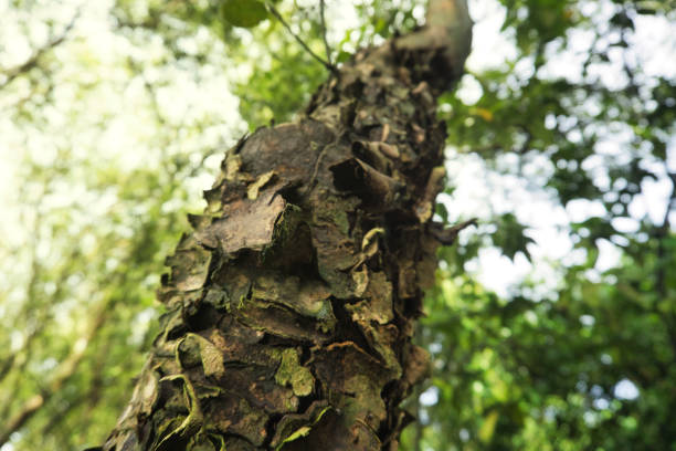 istock Close-Up View of Mangrove Tree Bark in a Lush Green Forest 2197099991