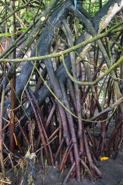 istock Dense Mangrove Forest with Intertwined Roots in a Vibrant Natural Environment 2197100031