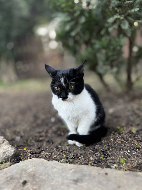 istock street cat walks through the evening city 2197100592