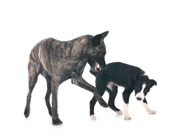 istock Dutch Shepherd and puppy border collie 2197101347