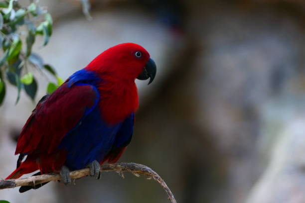 istock Large eclectus, Empuriabrava butterfly park, Catalonia 2197102208