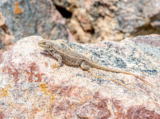 Free picture: reptile, wildlife, nature, lizard, wild, animal, ground ...