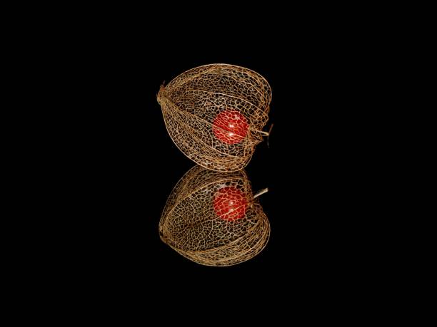 Physalis fruit isolated on black background