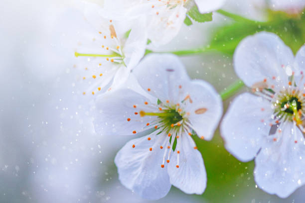 A delicate springtime scene featuring blooming flowers with floating pollen particles glowing in the sunlight, capturing the essence of renewal and nature’s beauty.