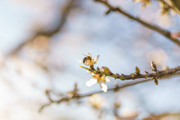 Springtime pollination as a bee visits blooming almond flowers.