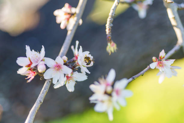 Bee collects nectar from delicate almond blossoms on a sunlit branch.