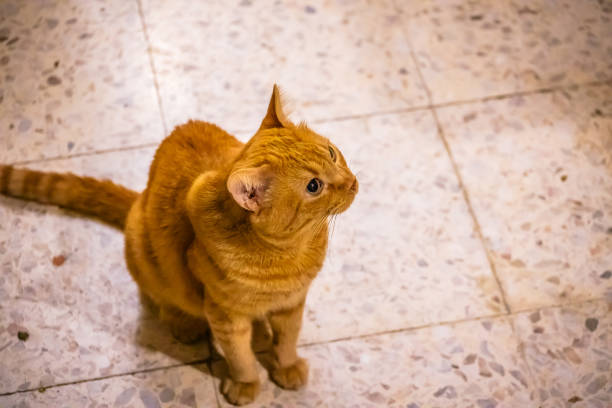 istock orange domestic cat in a house 2197108878