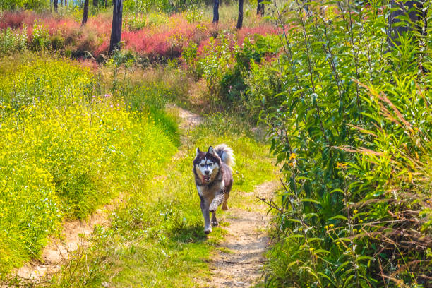 Husky dog ​​with different colored eyes playing and running in the forest, in the Sierra de Guadalupe, State of Mexico
