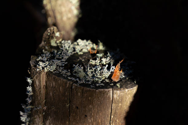 Mosses and lichens stand out on a sunlit tree stump against the dark forest background