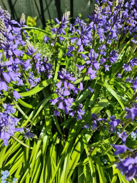 istock Hyacinthoides hispanica blooming in a garden during spring 2197111659
