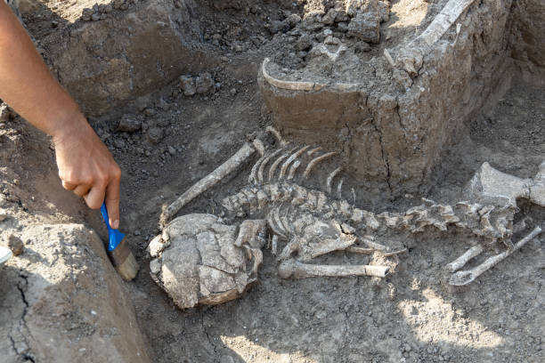 Archaeological excavations. Archaeologist working on human remains excavation