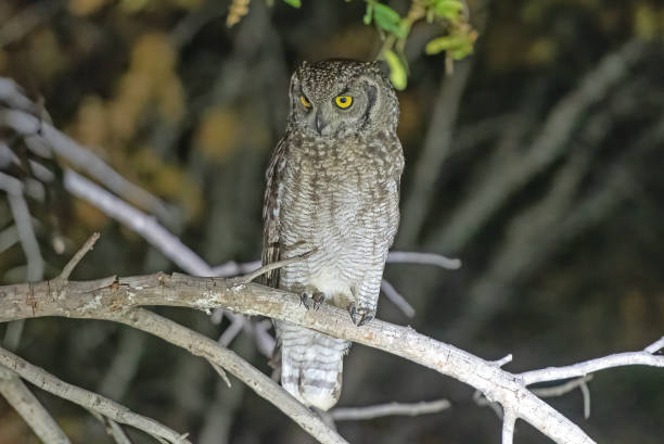 istock Spotted Eagle Owl on a Night Safari 2197112532