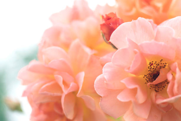 A pinkish orange rose very close.