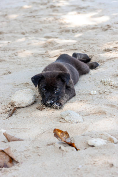 Black puppy resting at the beach in Khao Lak, Thailand