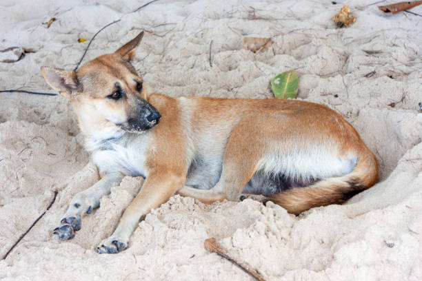 Dog resting at the beach in Khao Lak, Thailand
