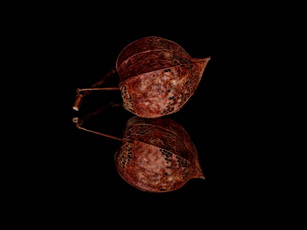 Single fresh Orange Physalis isolated on a white background. Cape gooseberry.