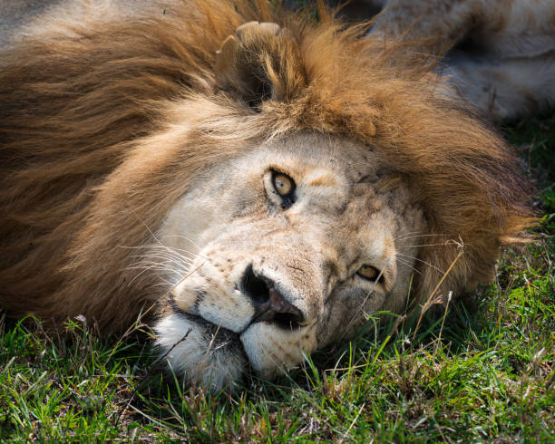 istock A lion laying on the grass looking straight at the camera 2197115028