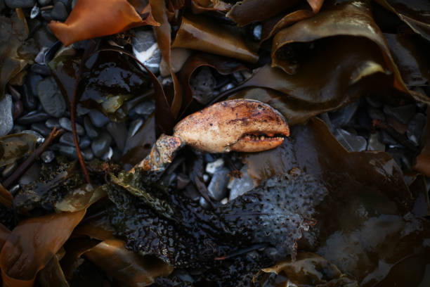 istock Rotting Crab Claw Surrounded by Algae and Dark Rocks in The Rocher Percer National Park 2197117837