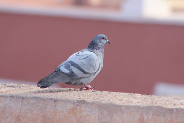 Gray pigeon standing on a house