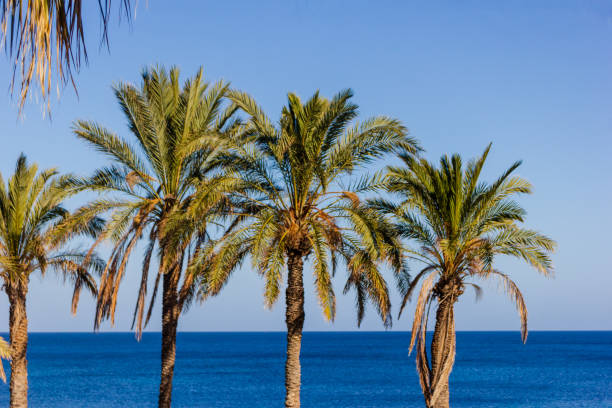 istock Tropical Palm Trees Along a Vibrant Blue Seaside Horizon 2197118584