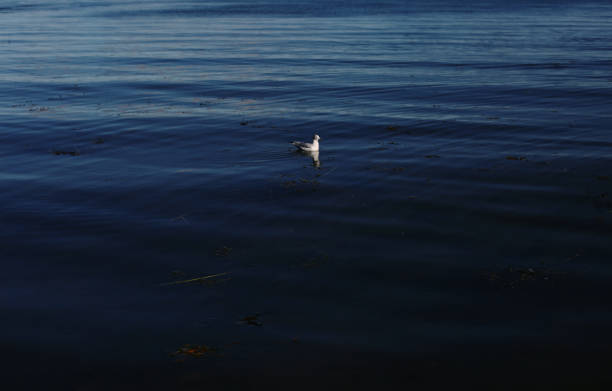 Shot of a lone seagull floating on the St. Lawrence River by beach in Bic National Park. Taken in  Quebec, Canada, during the day.