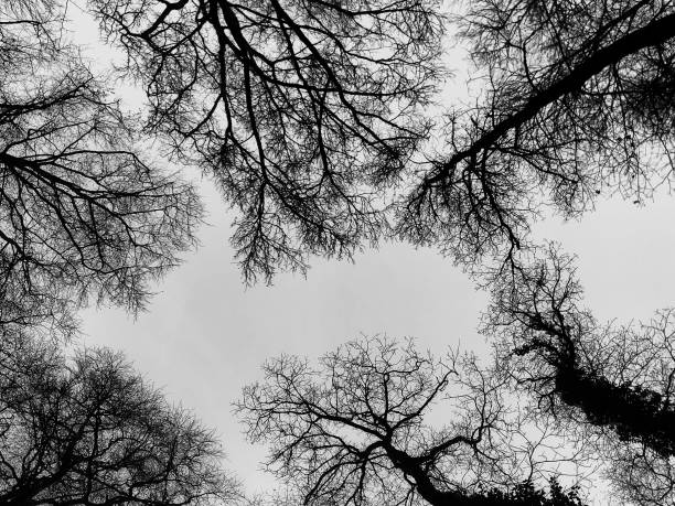 istock Dramatic Black and White Tree Silhouettes Against the Sky 2197120766