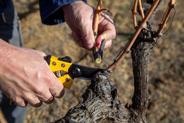 istock Close-up of mature man pruning vine grape 2197120876