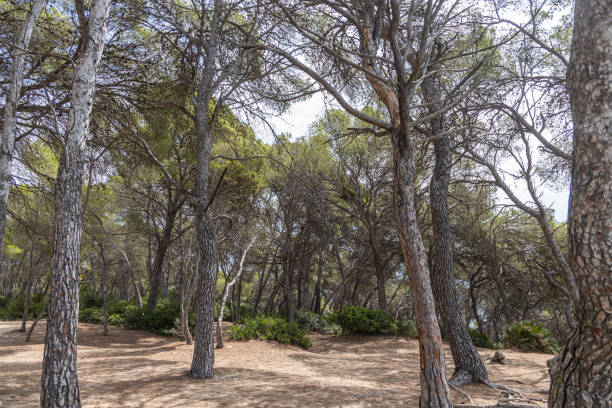 istock Pine trees with green needles and cones brown bark on a blue sky background in summer in a park 2197121392