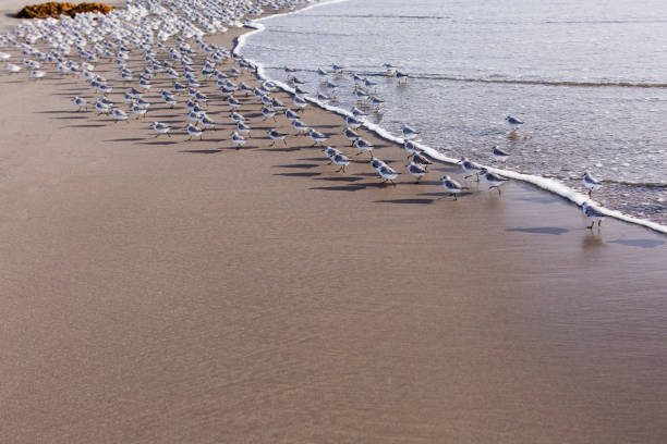 Sanderling birds walking at the beach in Los Angeles