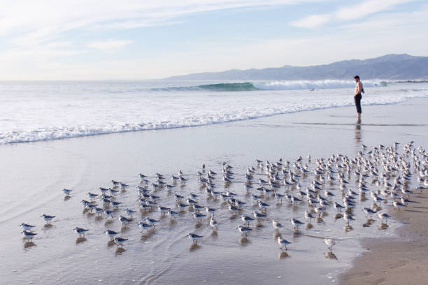 Man and sanderling birds at the beach in Los Angeles