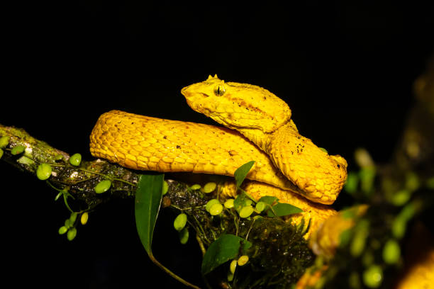 istock Bothriechis schlegelii, known as the highland eyelash pitviper or Schlegels eyelash pitviper 2197122253